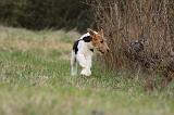 FOX TERRIER 581